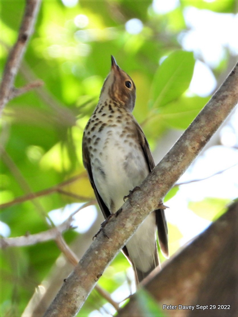 Swainson's Thrush - ML489095271