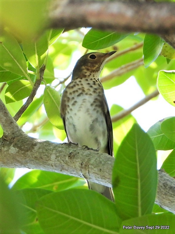 Swainson's Thrush - ML489095421