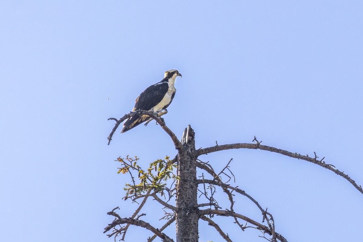 Águila Pescadora - ML489096361