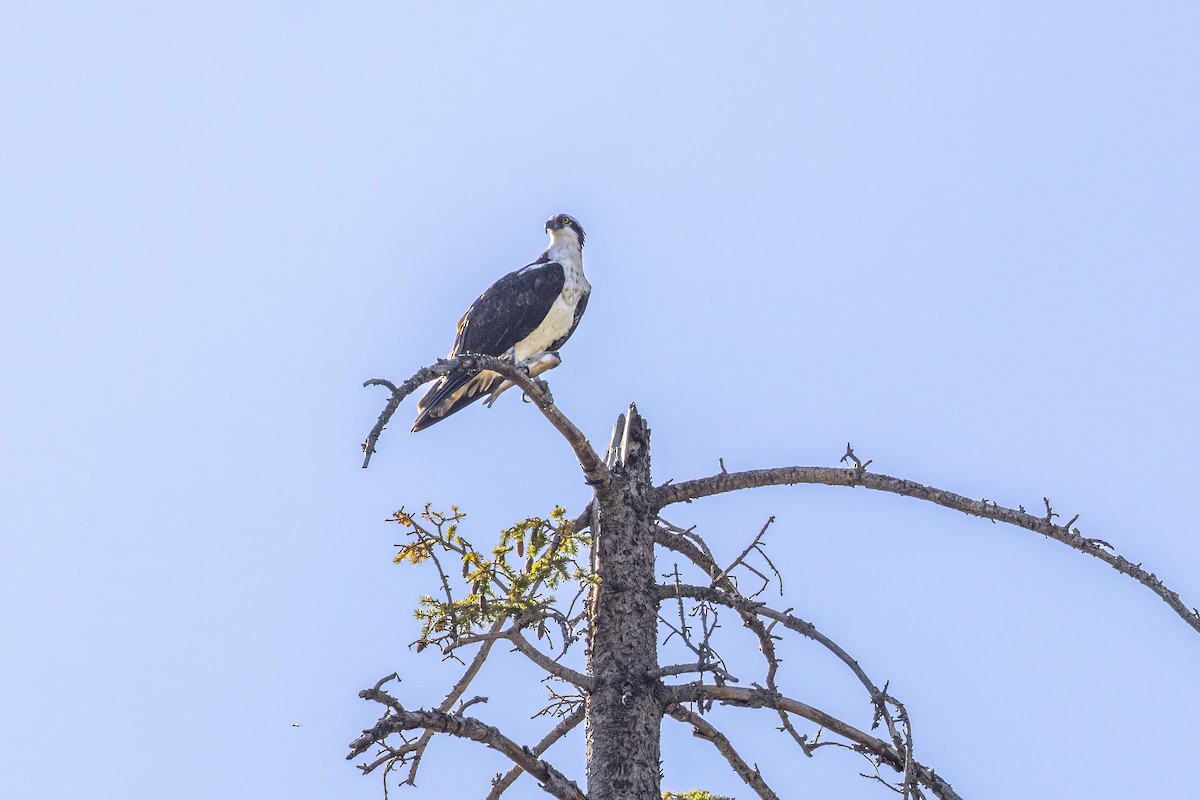 Águila Pescadora - ML489096371