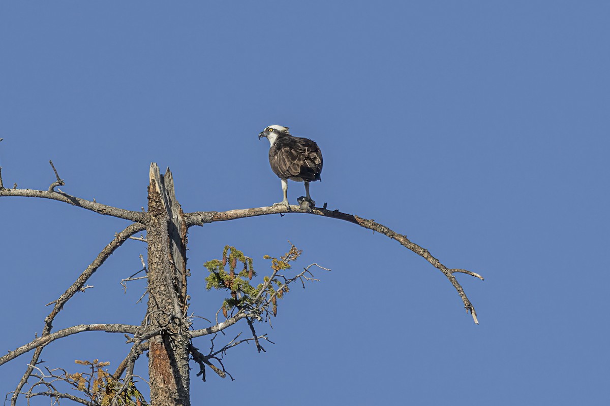 Águila Pescadora - ML489096381