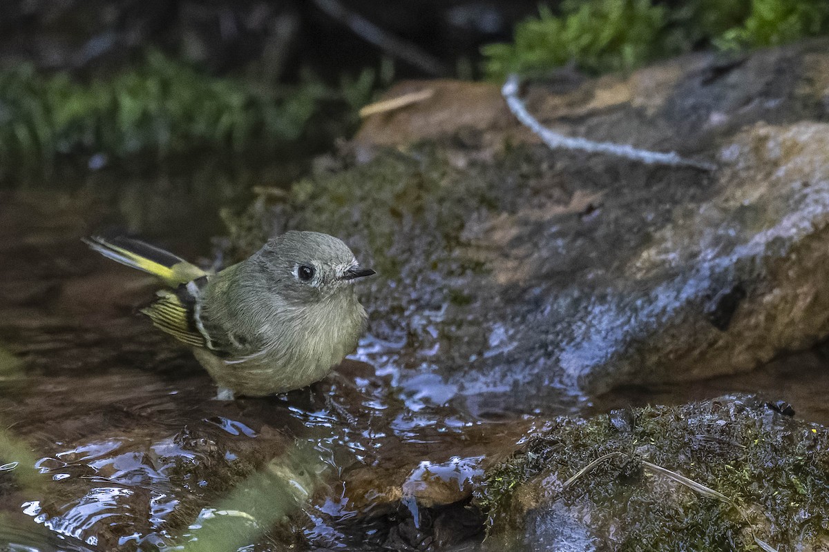 Ruby-crowned Kinglet - ML489096521