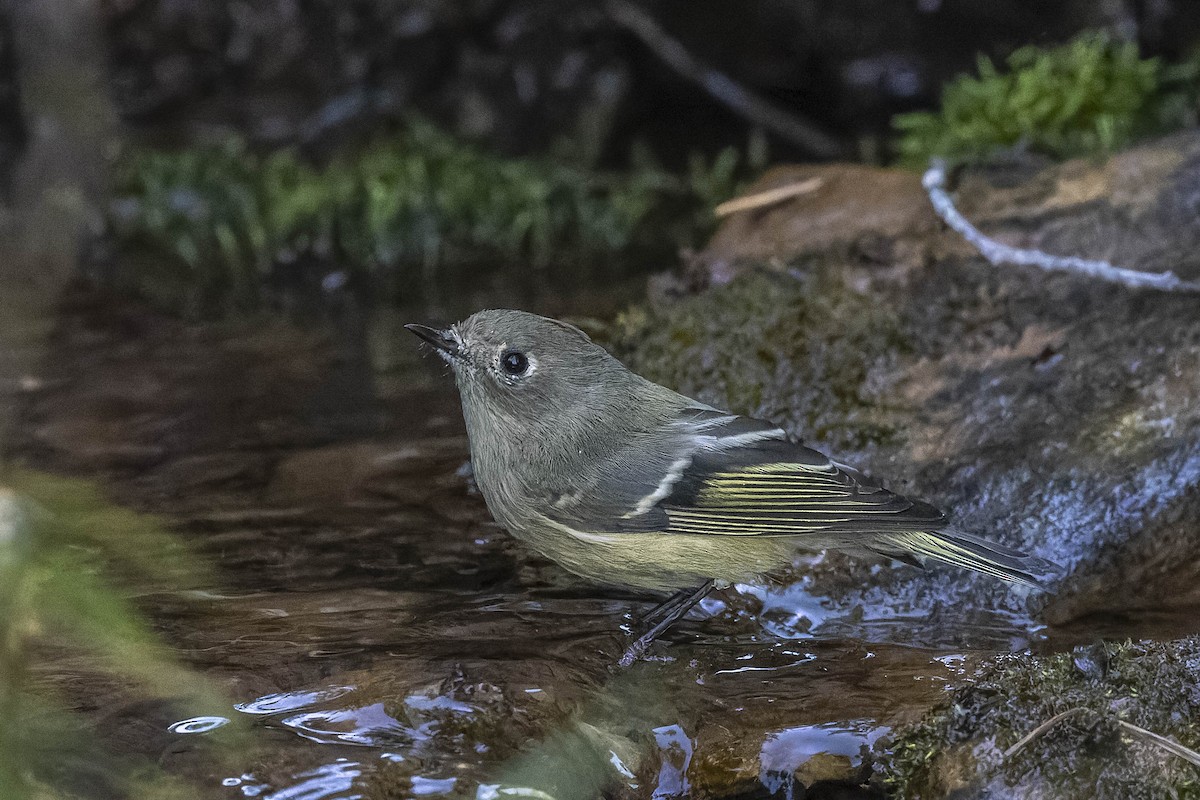 Ruby-crowned Kinglet - ML489096531