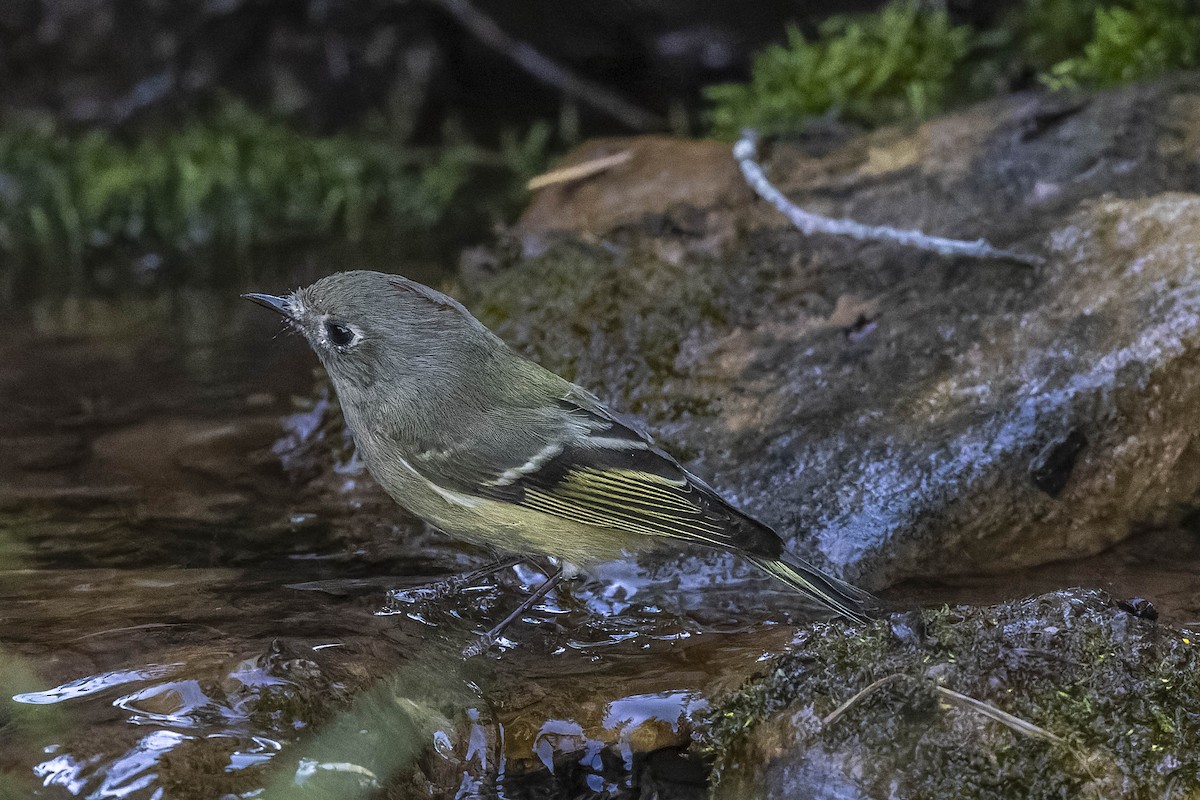 Ruby-crowned Kinglet - ML489096541