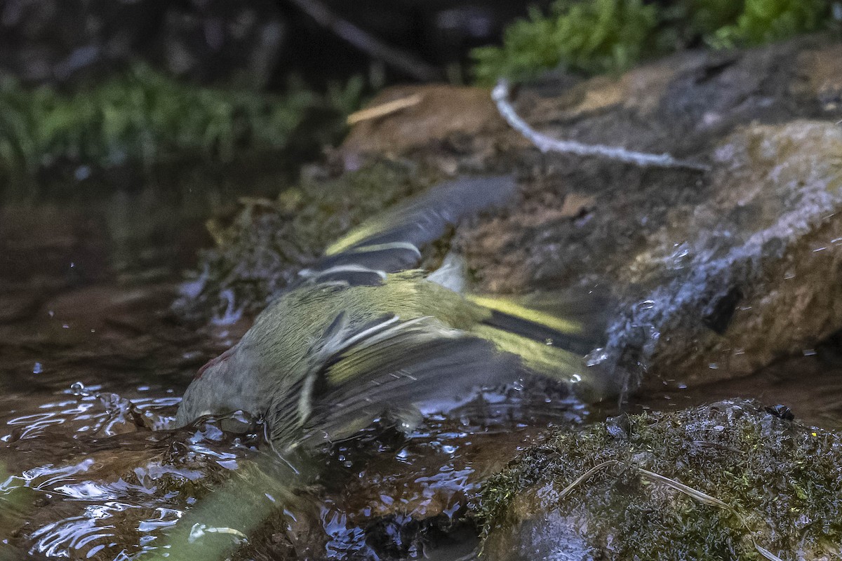 Ruby-crowned Kinglet - Diane Hoy