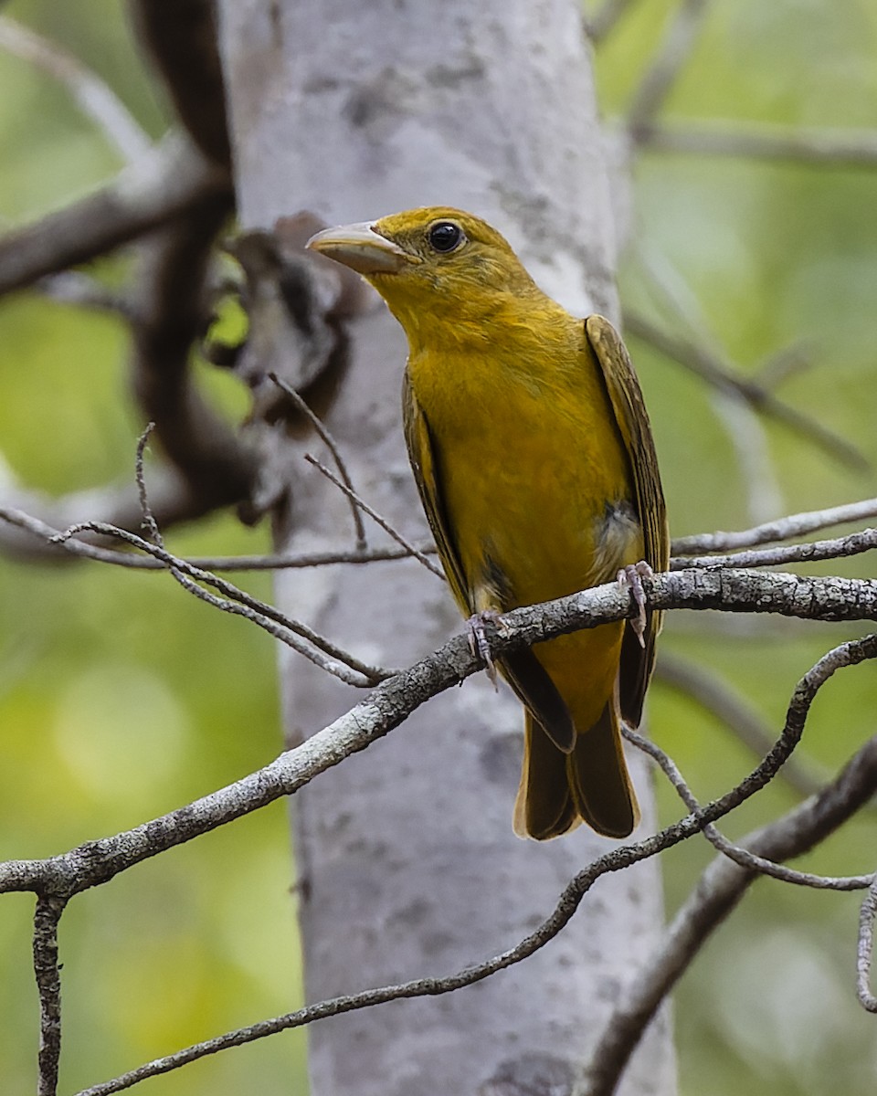 Summer Tanager - ML489097091