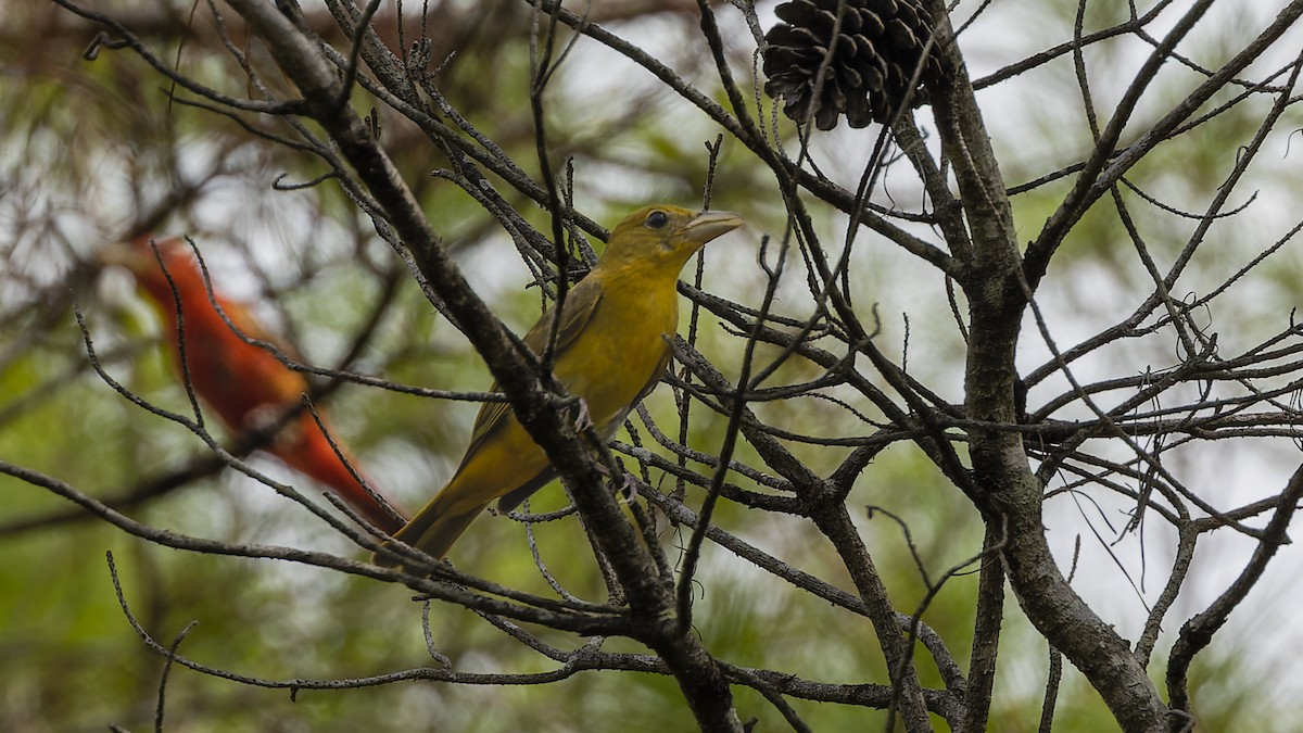 Summer Tanager - ML489097101