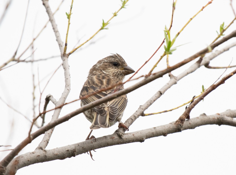 Purple Finch - ML489097561
