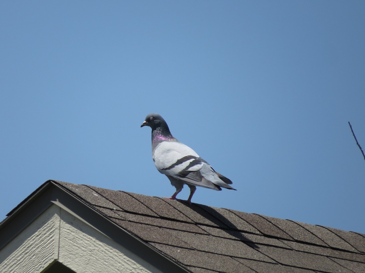 Rock Pigeon (Feral Pigeon) - ML489098501