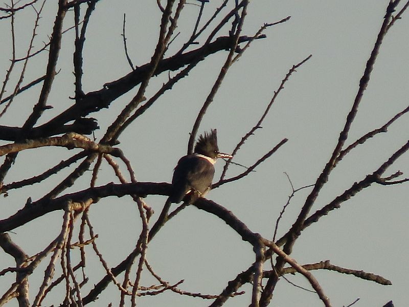 Belted Kingfisher - ML489098521
