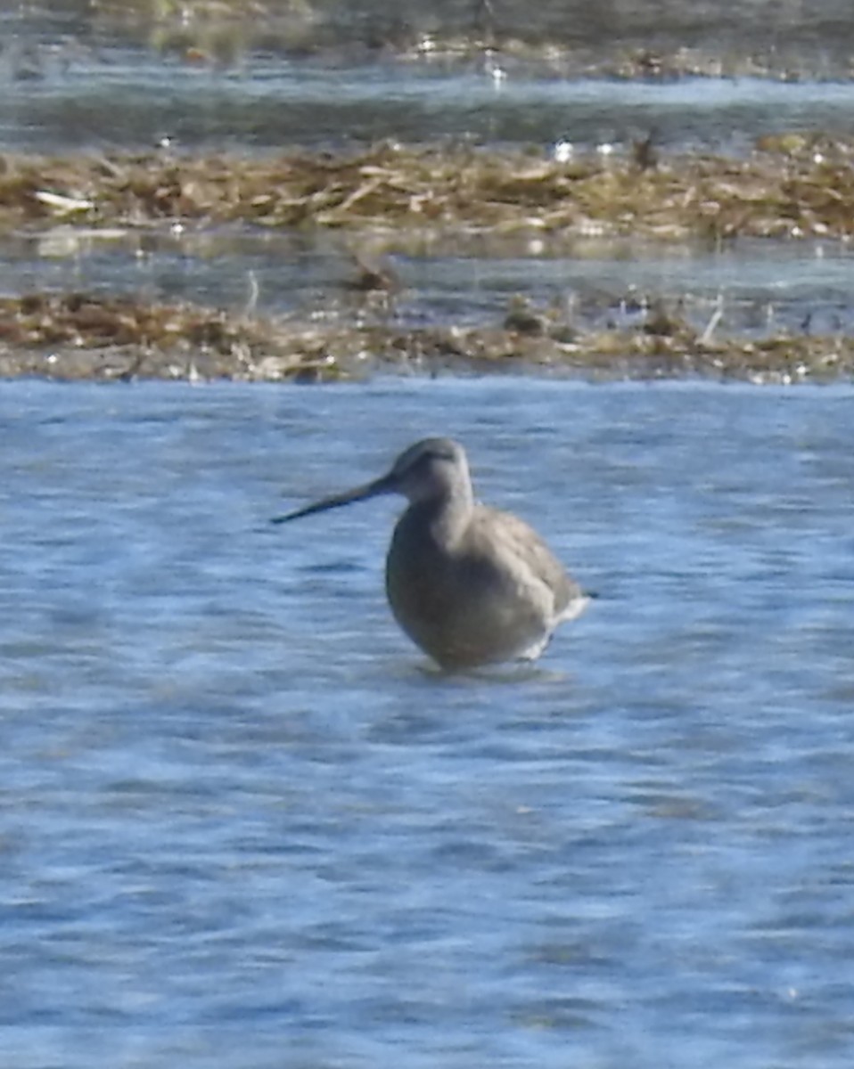 Long-billed Dowitcher - ML489098571