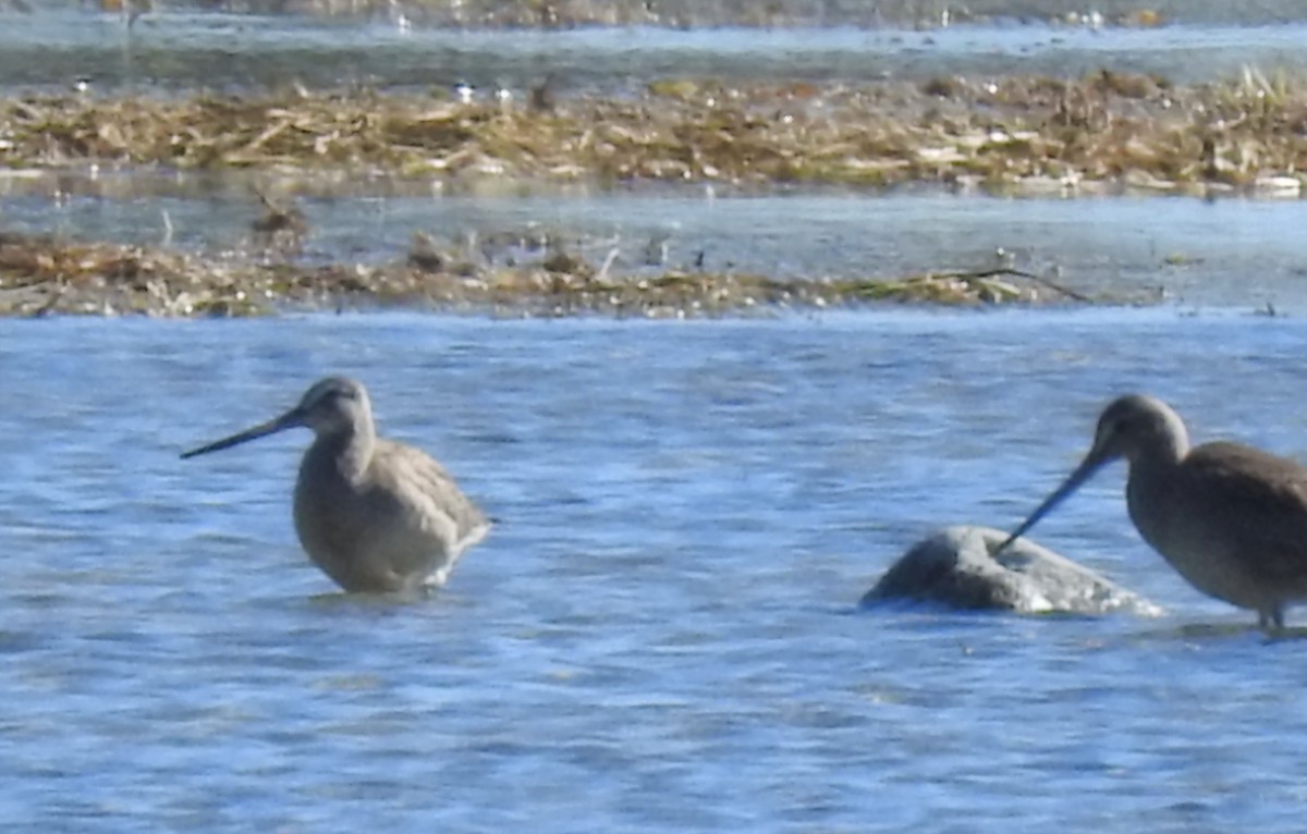 Long-billed Dowitcher - ML489098581