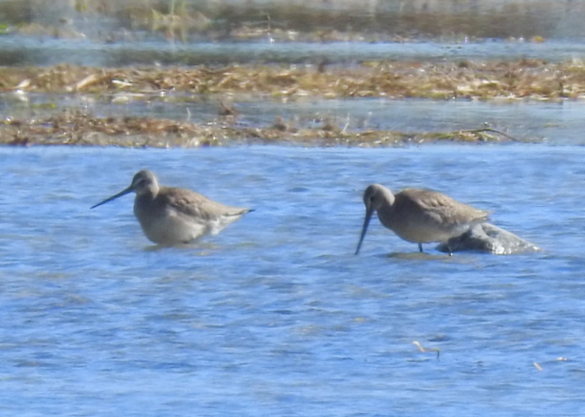 Long-billed Dowitcher - ML489098591