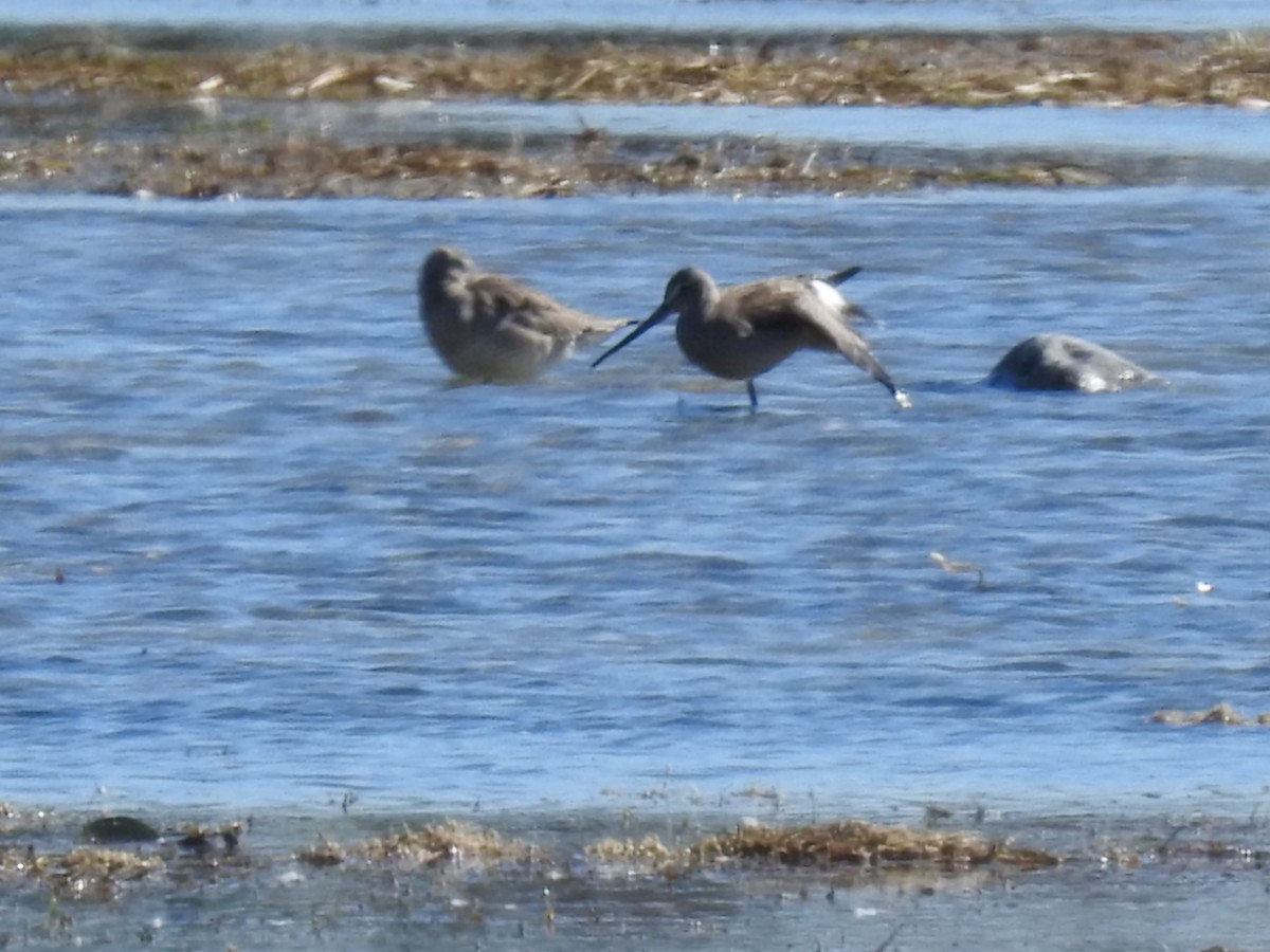Long-billed Dowitcher - ML489098601