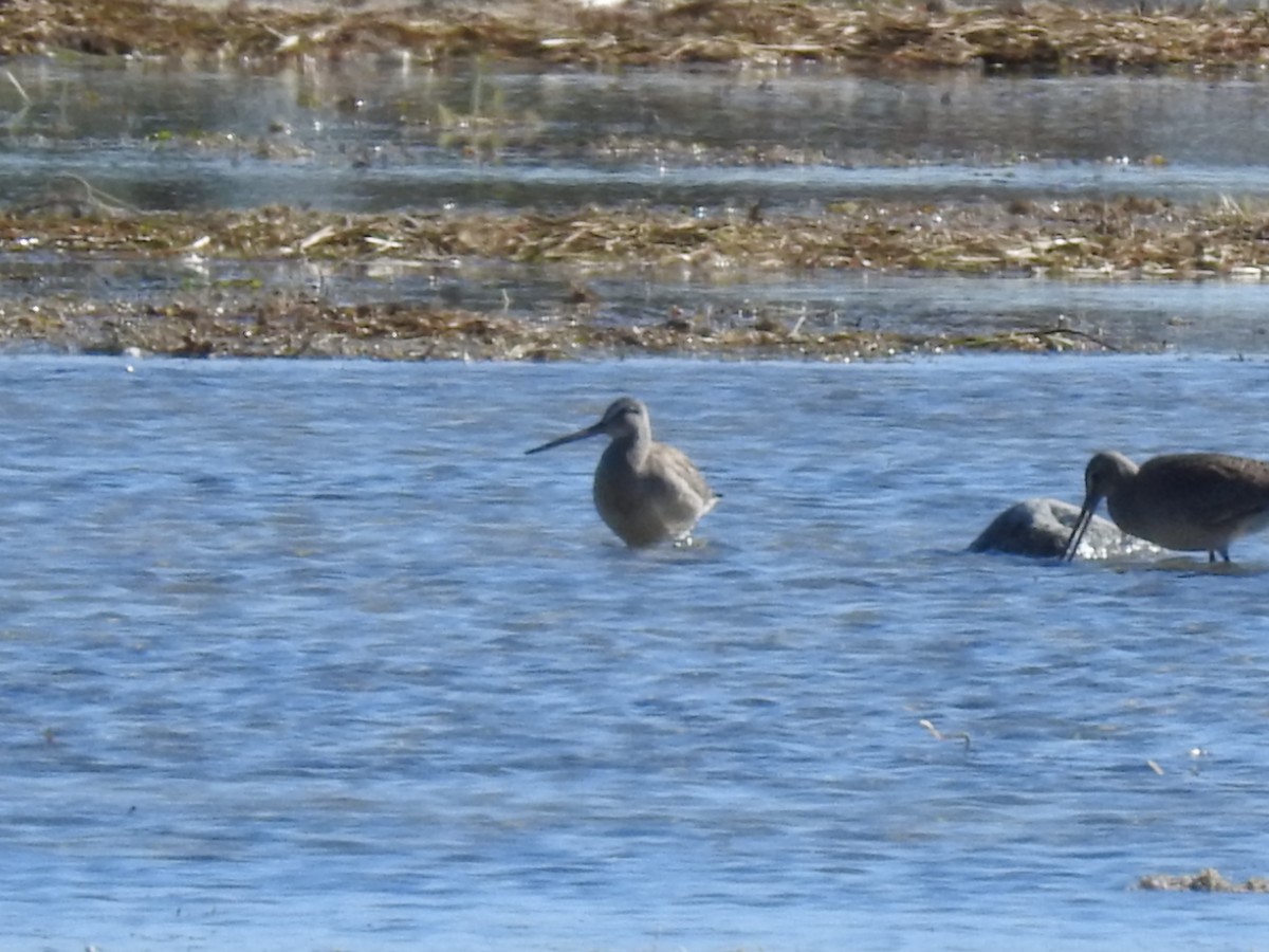 Long-billed Dowitcher - ML489098631