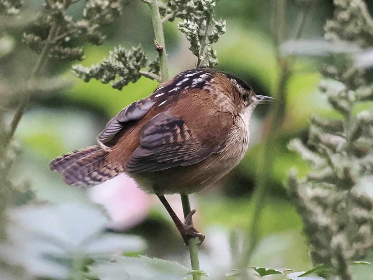 Marsh Wren - ML489099721