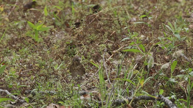 Swainson's Thrush (Russet-backed) - ML489100081