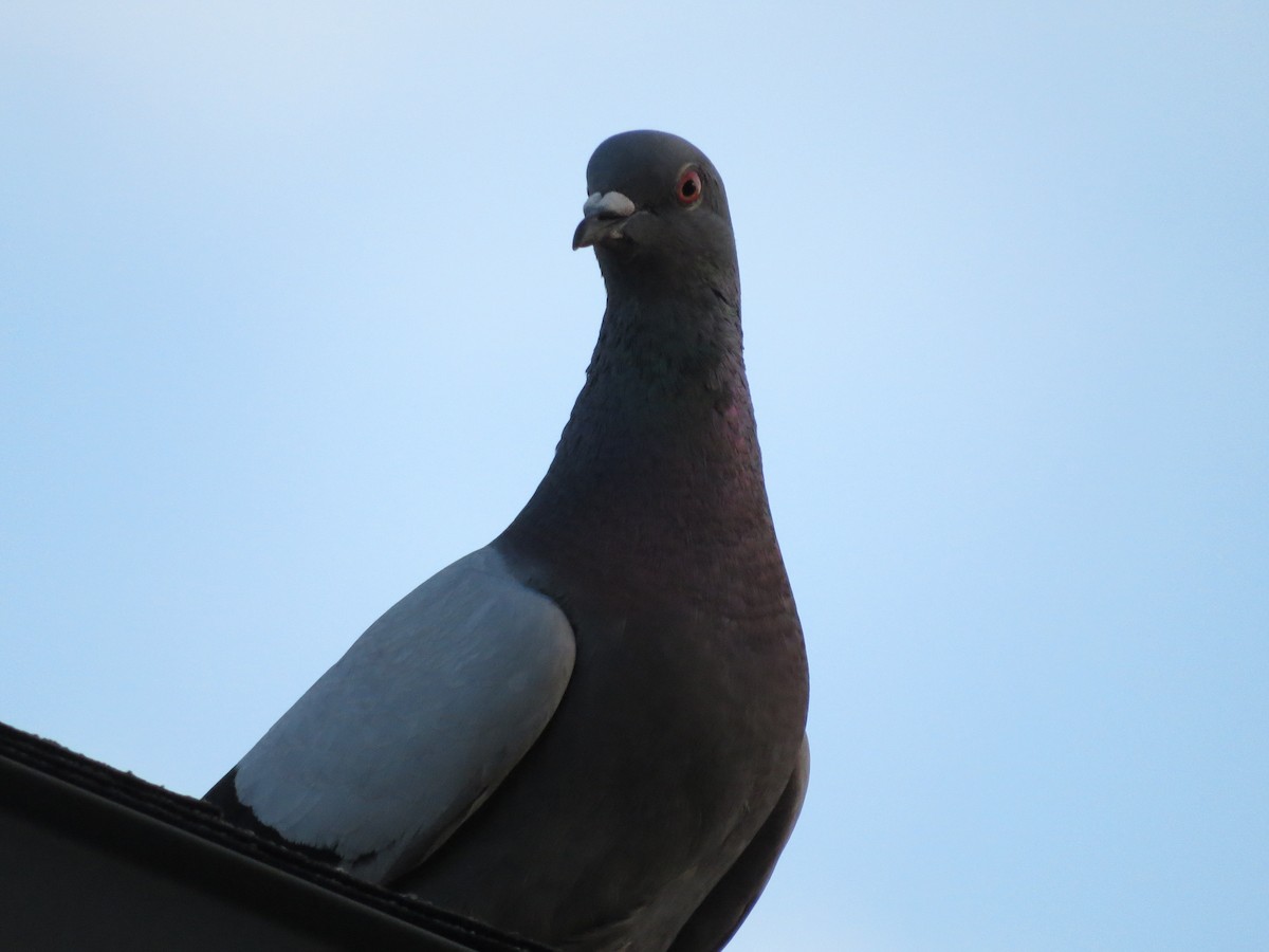 Rock Pigeon (Feral Pigeon) - ML489100561