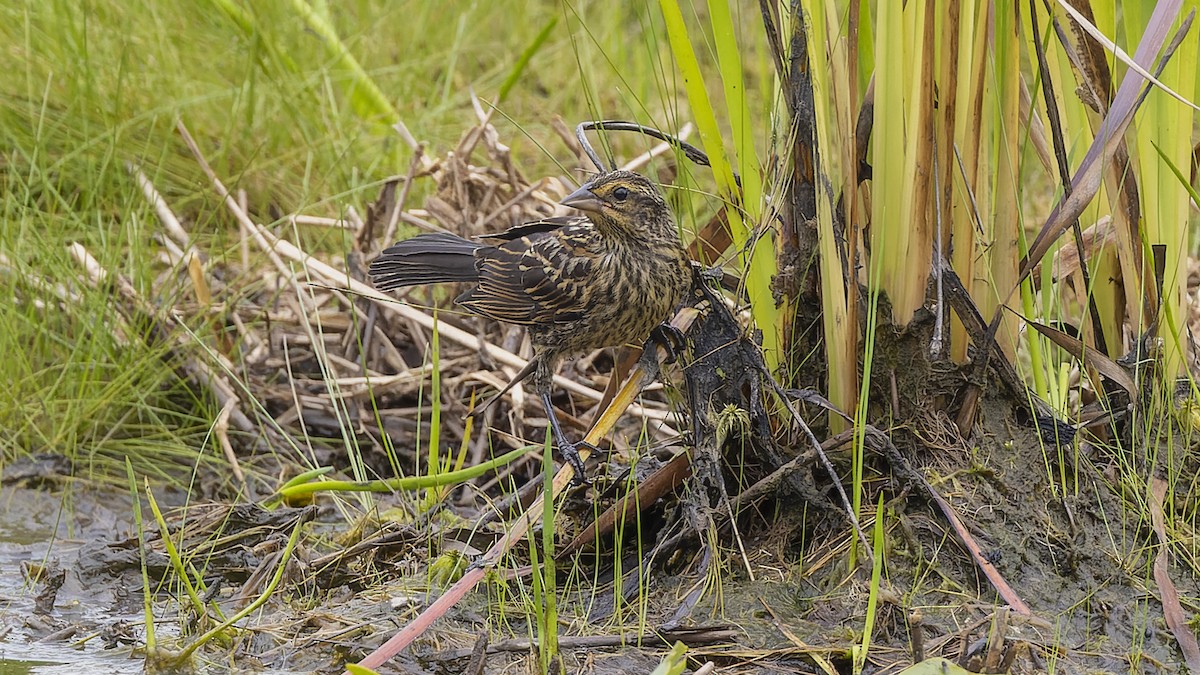 Red-winged Blackbird - ML489101101