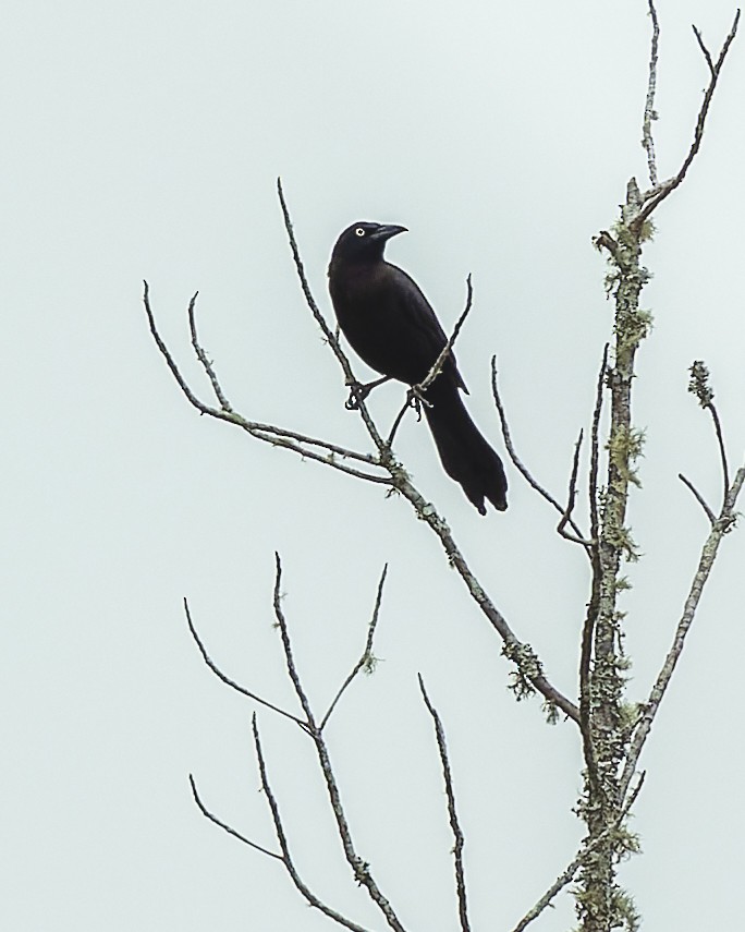 Common Grackle - ML489101581