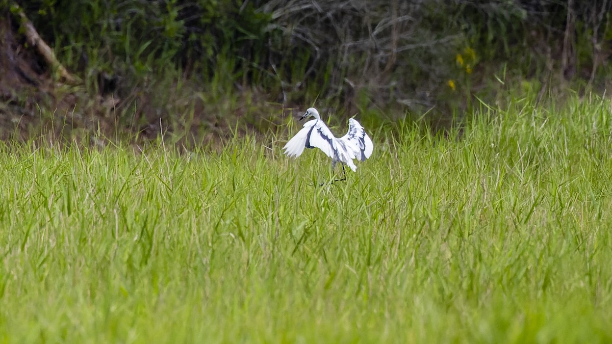 Little Blue Heron - ML489102121