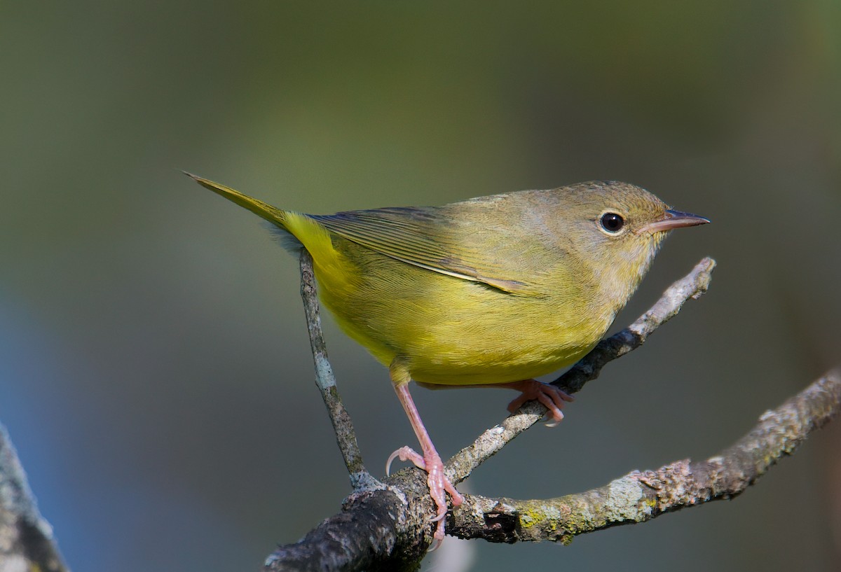 Mourning Warbler - ML489102751