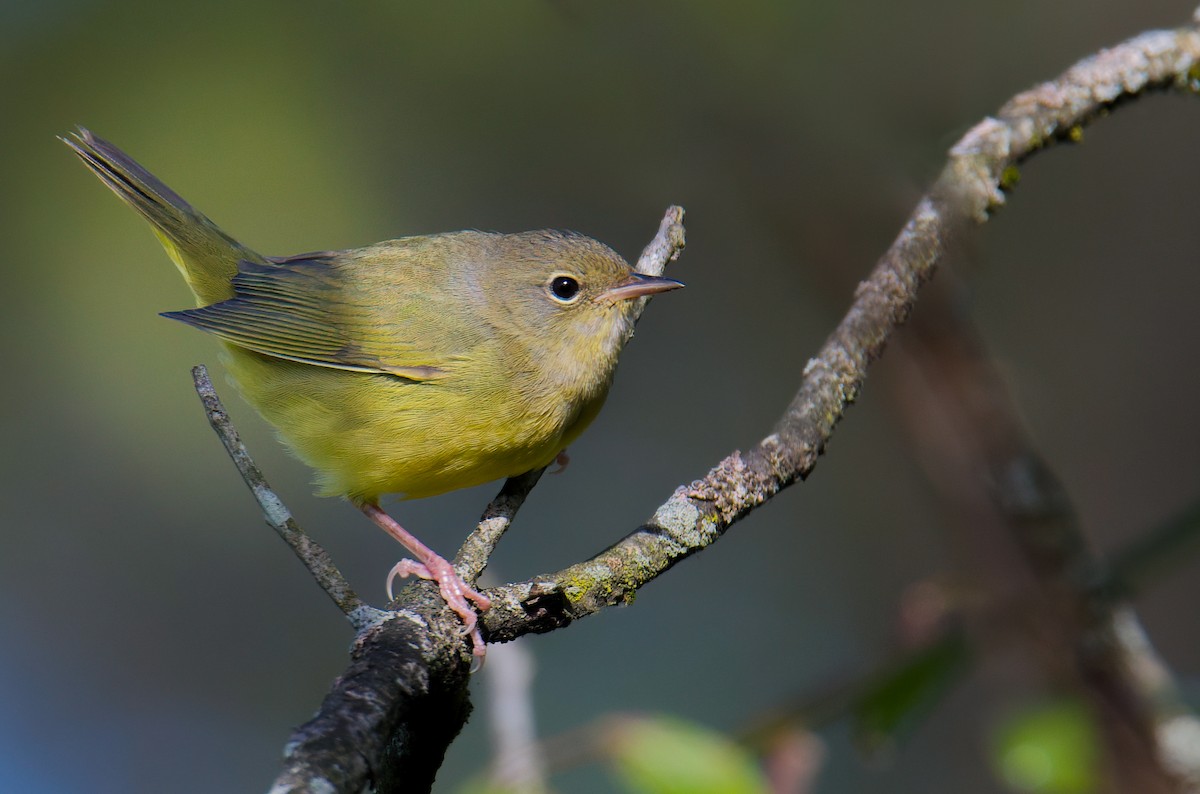 Mourning Warbler - ML489102841