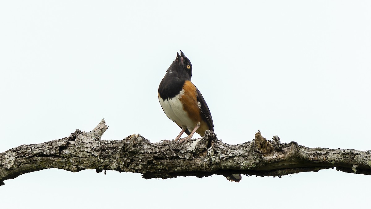 Eastern Towhee - ML489103021