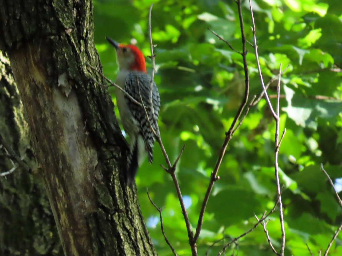 Red-bellied Woodpecker - ML489103111