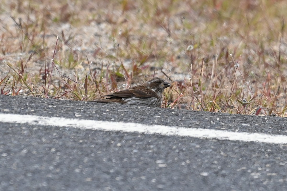 Purple Finch - ML489103221