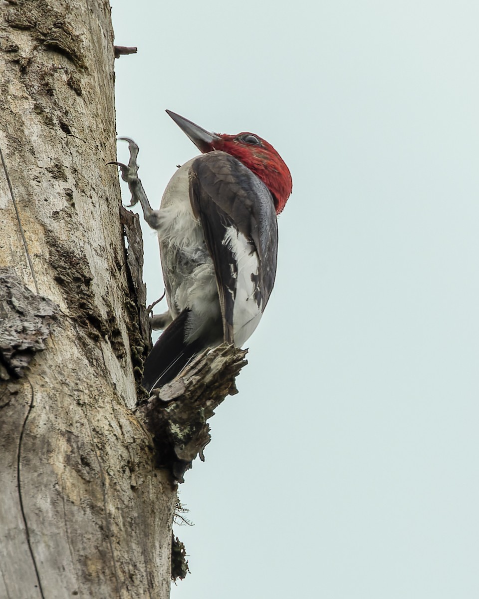Red-headed Woodpecker - Gary Leavens