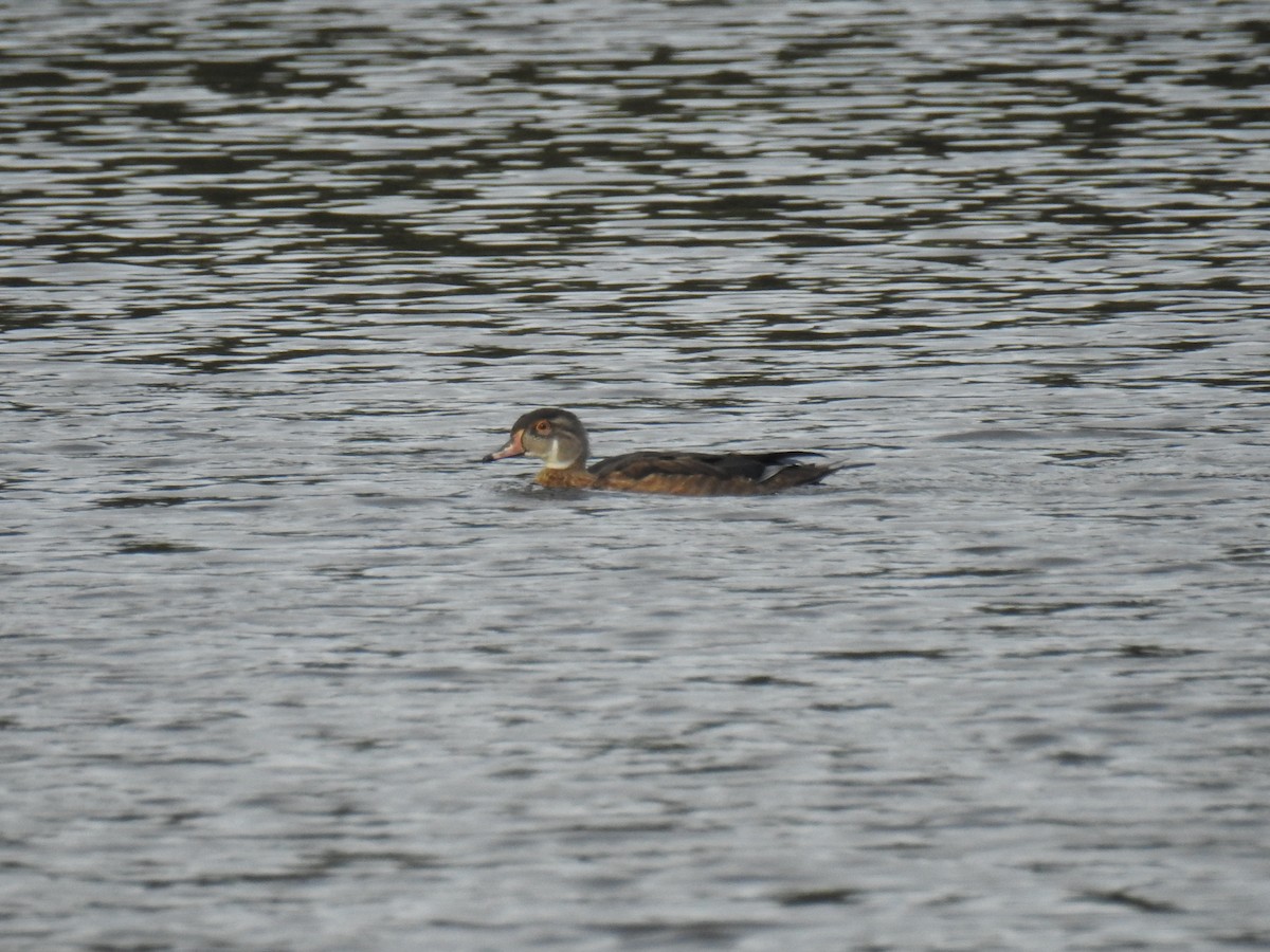 Wood Duck - ML489103881