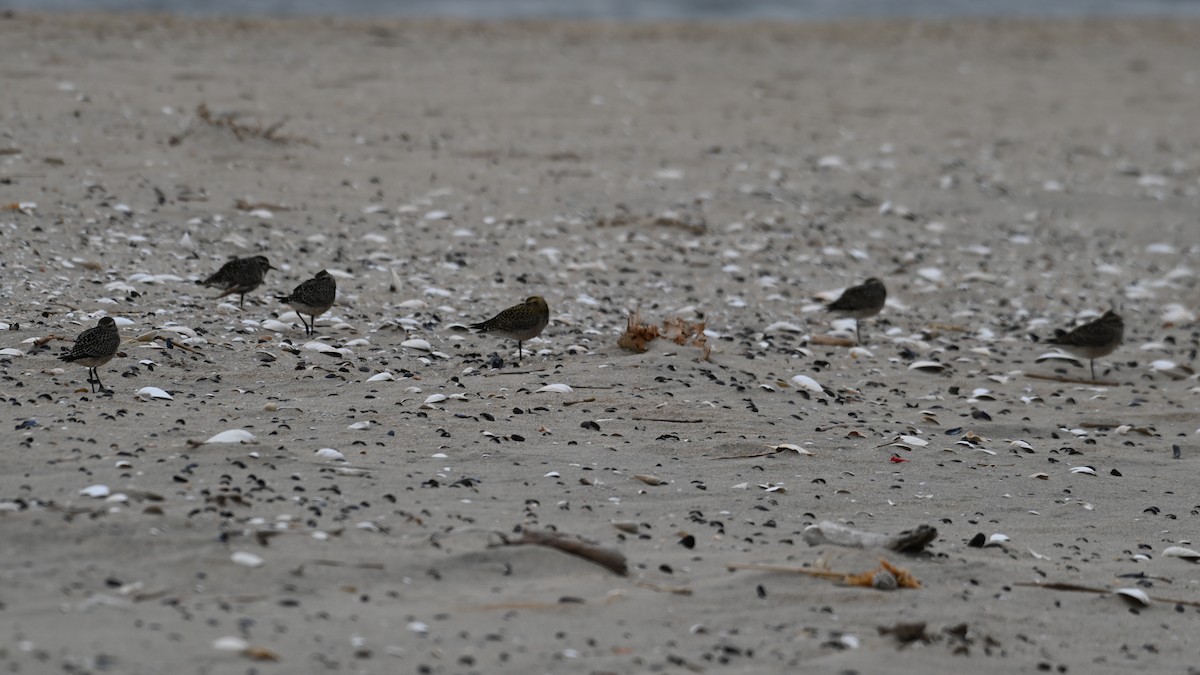 American Golden-Plover - ML489104011