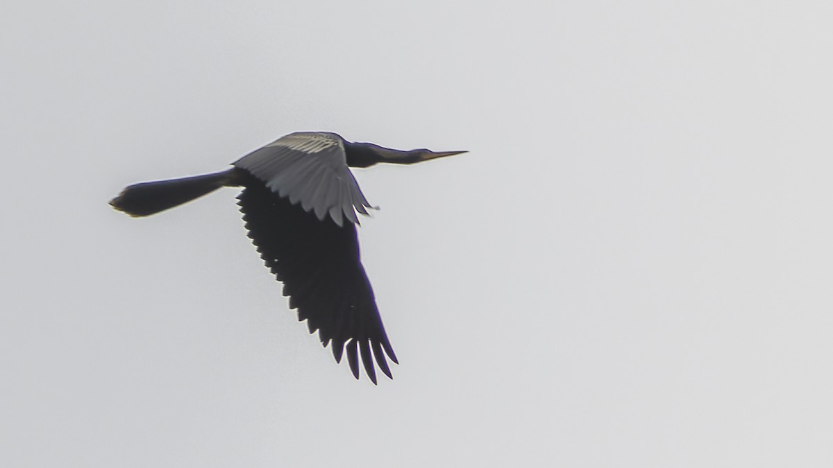 Anhinga d'Amérique - ML489104741