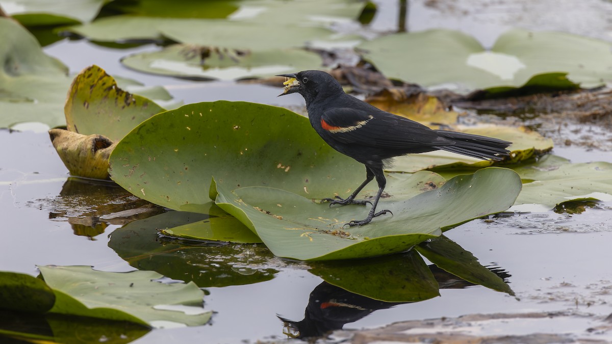 Red-winged Blackbird - ML489105121