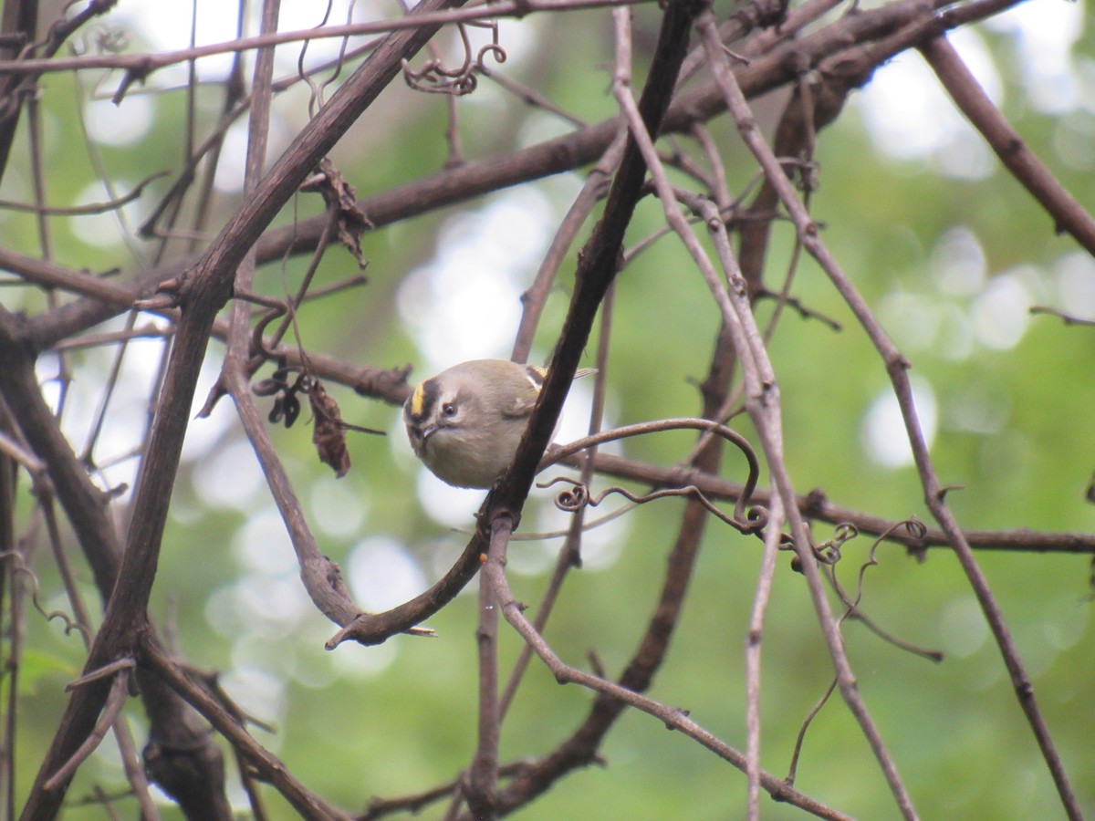 Golden-crowned Kinglet - ML489105421