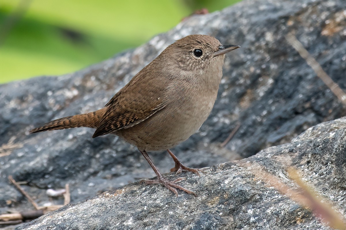 House Wren - Bradley Kane