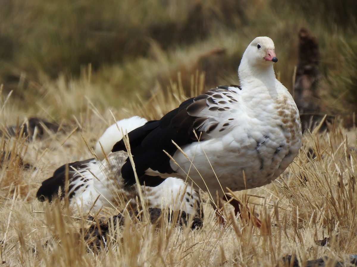Andean Goose - ML489106131