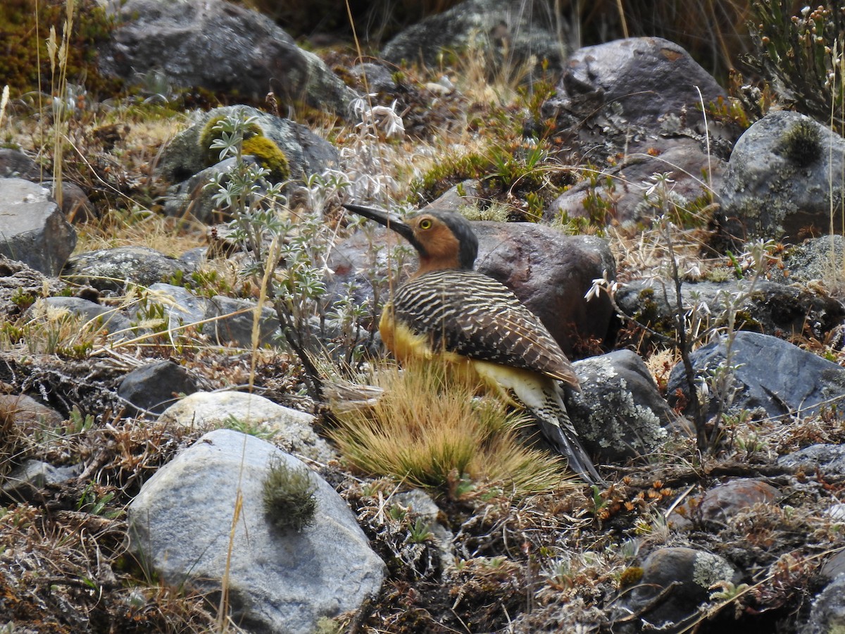 Andean Flicker - ML489106651