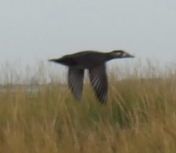 Ahatebeltz kopetazuria - ML489106671