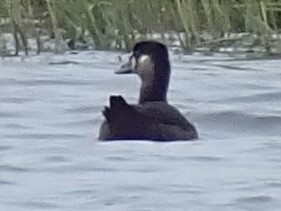 Surf Scoter - ML489106681