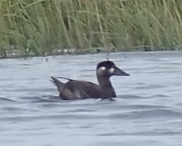 Surf Scoter - ML489106691