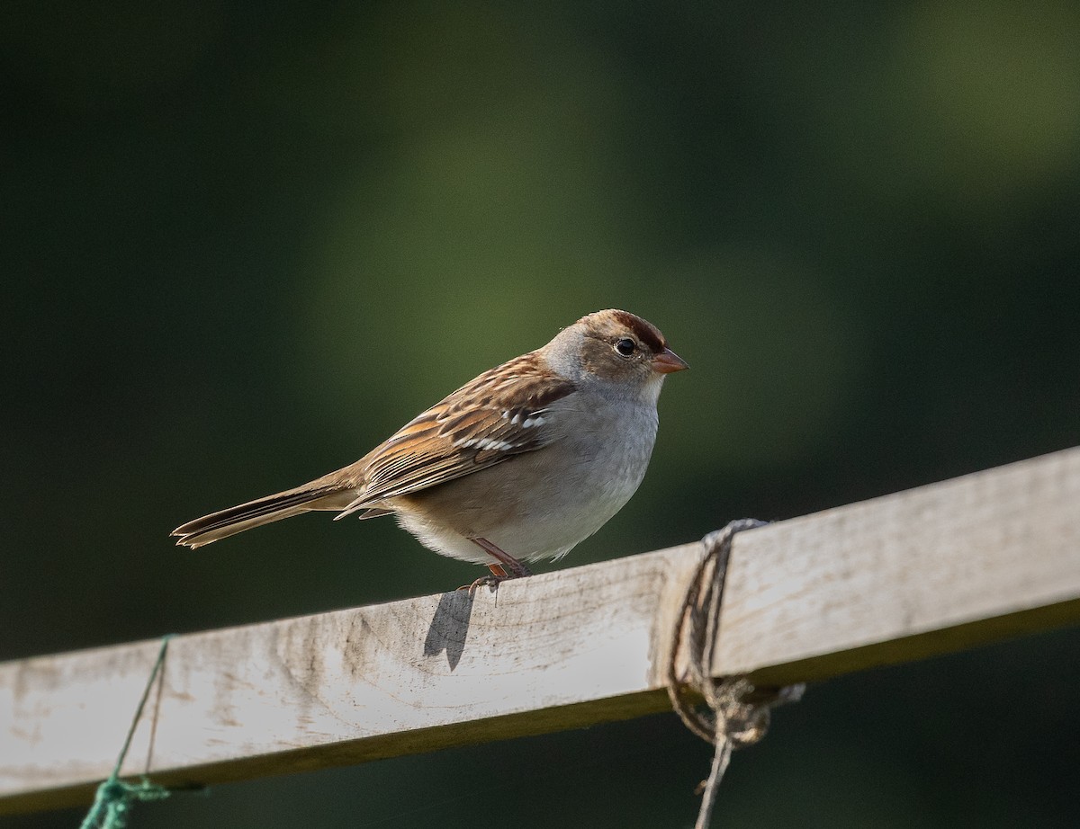 White-crowned Sparrow - ML489107151