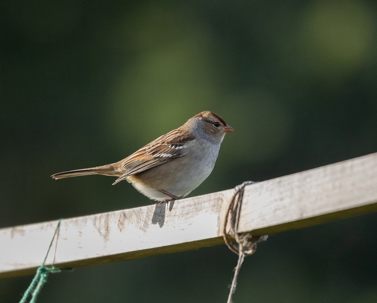 White-crowned Sparrow - ML489107161