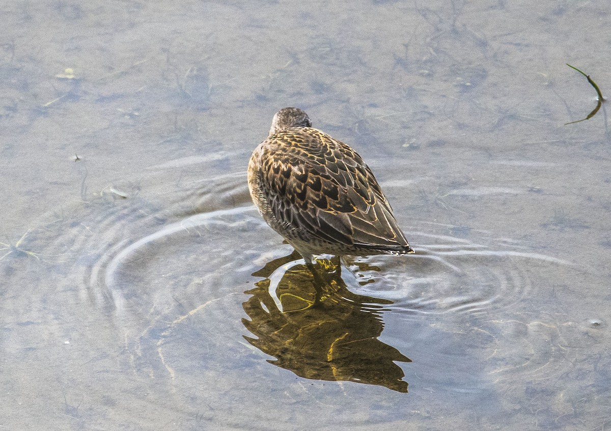 Long-billed Dowitcher - ML489108961