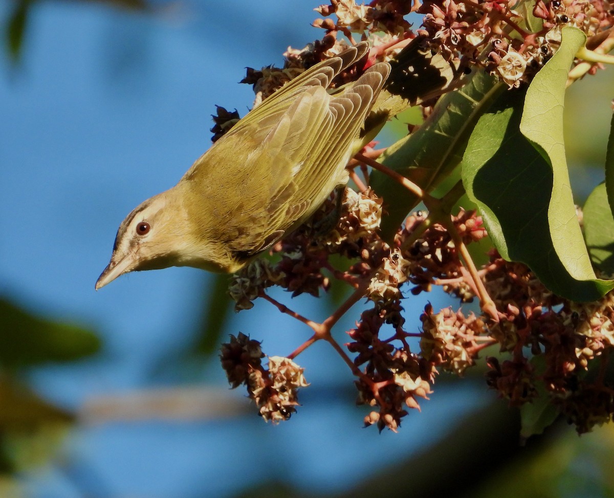 rødøyevireo - ML489109051