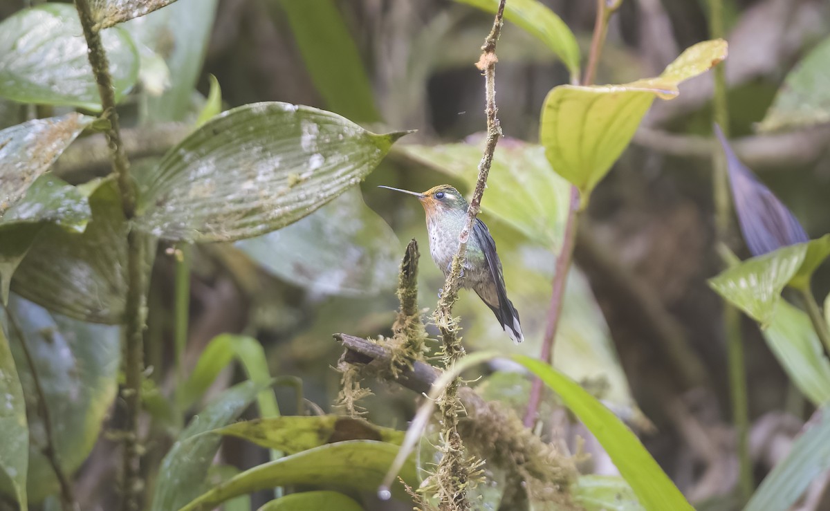 Speckled Hummingbird - Giselle Mangini