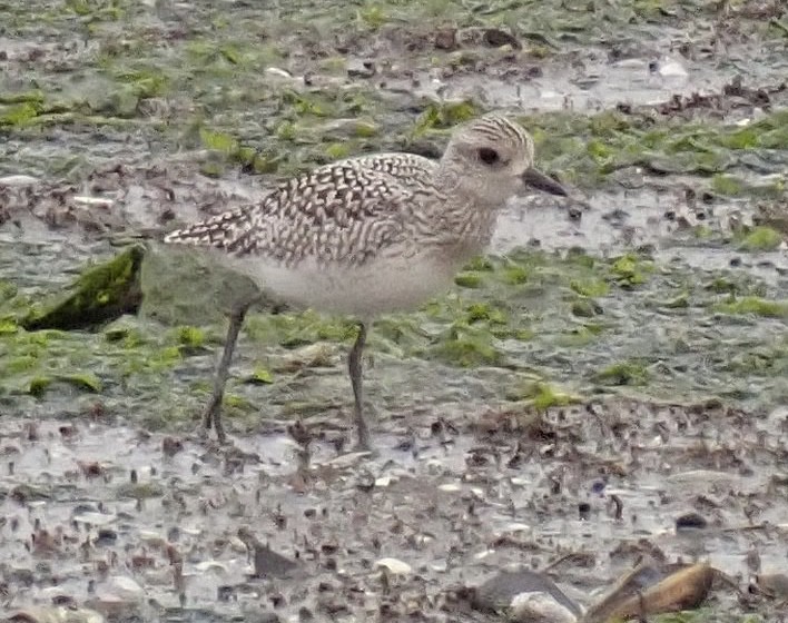 Black-bellied Plover - ML489111191