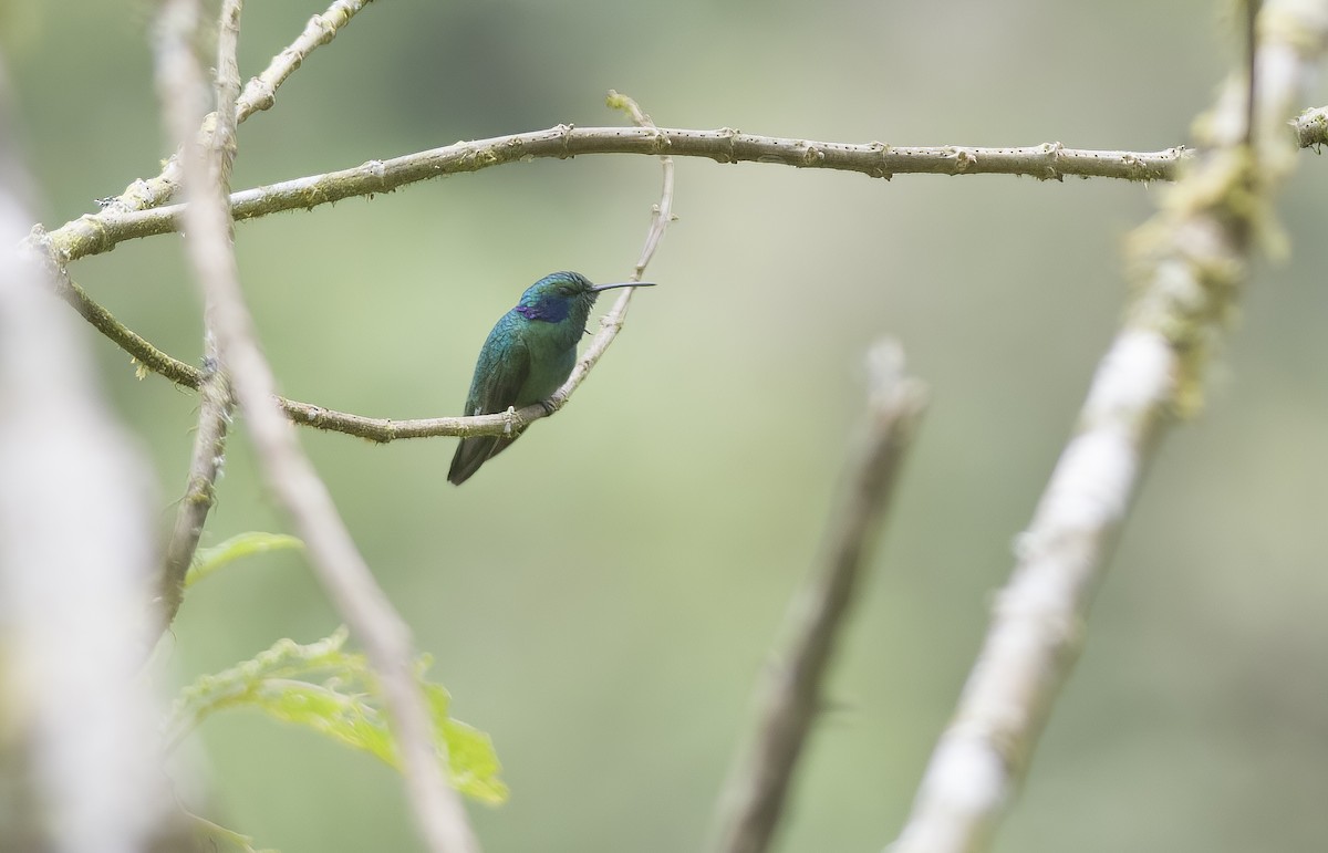 kolibřík modrouchý - ML489111261