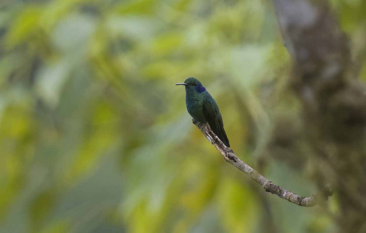 kolibřík modrouchý - ML489111271